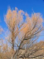 Bare branches of cottonwood trees photo