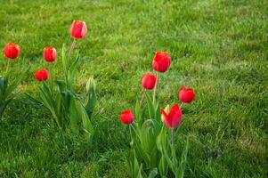 Red tulips on a background of green grass in the garden photo