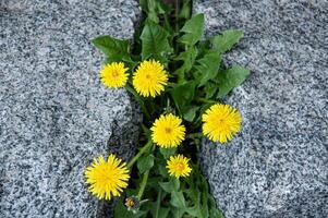 Yellow dandelions grow between the rocks photo