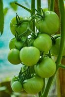 Bunch of green tomatoes growing in the wild. Growing vegetables photo