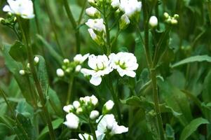 White four-petalled flowers close-up in the garden in spring photo