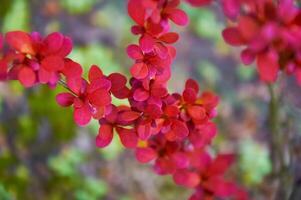 Beautiful shrub with purple leaves photo