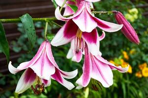 hermosa lirios de cerca en el jardín. cerca arriba blanco rosado lilly floreciente en el jardín foto