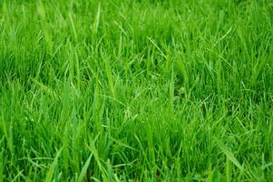 Green grass on a sunny day. Natural grass background photo