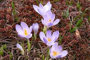 Purple crocus flowers in the garden. Early spring. Europe. photo