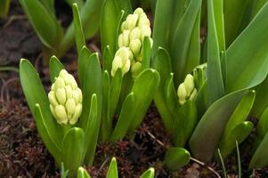 Yellow hyacinths Hyacinthus orientalis blooming in early spring photo