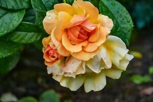 un hermosa naranja Rosa con gotas de lluvia de cerca en el jardín. soleado verano día después lluvia. foto