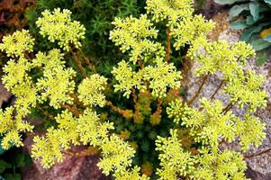 Beautiful Sedum in close-up. Landscape design plant photo