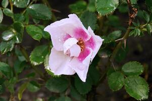 un hermosa blanco y rosado Rosa con gotas de lluvia de cerca en el jardín foto