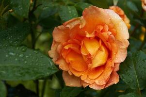 A beautiful orange rose  with raindrops close-up in the garden. Sunny summer day after rain. photo