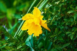 hermosa amarillo narcisos primavera flores en naturaleza rodeando foto