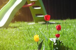 Red and yellow tulips on green grass in garden near children's slide. photo