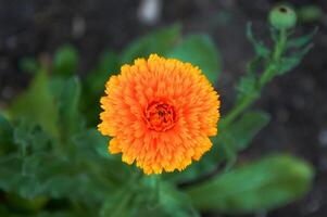 Orange marigold flower in the garden close-up. Selective focus photo