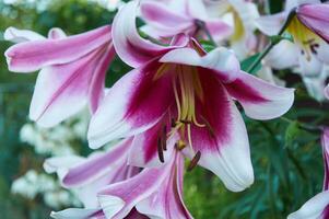 hermosa lirios de cerca en el jardín. cerca arriba blanco rosado lilly floreciente en el jardín foto