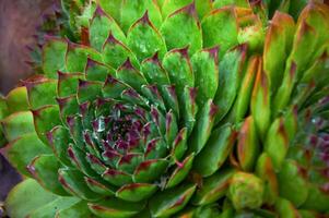 hermosa sempervivum Roca Rosa de cerca foto