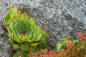 Green stone rose Sempervivum in the garden, top view, evergreen plant. Ornamental plant, decoration of the rock garden, succulent photo