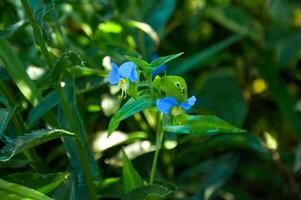 Blue flowers with raindrops close-up in the garden. Sunny summer day after rain. photo