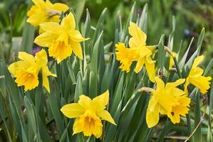 Close-up of yellow daffodils in the garden photo