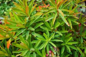 Beautiful leaves. Rain Drops Red Tip Flowers . Wood Spurge in nature photo