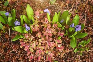 Purple hyacinths Hyacinthus orientalis in the garden. Blooming in early spring photo