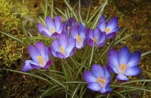 púrpura azafrán flores en el jardín. temprano primavera. foto