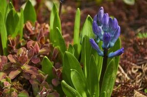 Purple hyacinths Hyacinthus orientalis in the garden. Blooming in early spring photo