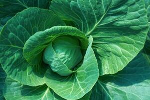 Green leaves of white cabbage in close-up. Head of cabbage in the vegetable garden photo