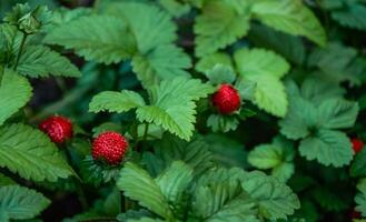 Red strawberries in the garden close-up. photo