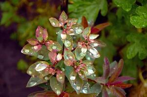 Rain Drops Red Tip Flowers . Wood Spurge in nature photo