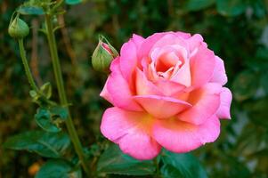 rosado Rosa de cerca en verano en el jardín. hermosa floral antecedentes. San Valentín día y vacaciones. amor y sensibilidad foto