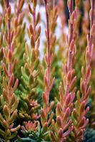 Beautiful Sedum in close-up. Landscape design plant photo