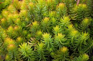 Sedum in Nature. Natural background of green sedum photo