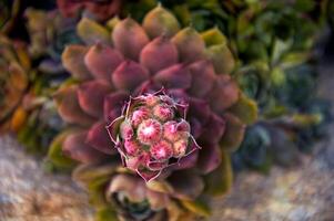 Flowering stone rose Sempervivum in landscape design. photo