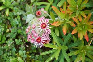 sempervivum montano flores y madera euforbio en el rock jardín foto