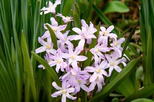 Pink Chionodoxa Lucilia in early spring in the garden close up photo