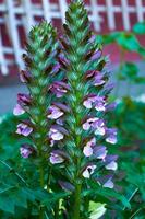 Beautiful purple acanthus in the garden close-up. photo