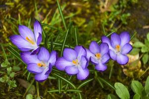 púrpura azafrán flores en el jardín. temprano primavera. foto