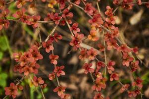 Close up of a flowering branch of red barberry photo