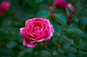 Pink rose close-up in summer in the garden. Beautiful floral background. Valentine's day and holidays. Love and tenderness photo