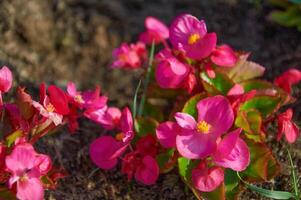 Pink begonia flowers close-up in a flowerbed in summer photo