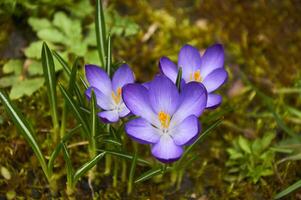 púrpura azafrán flores en el jardín. temprano primavera. foto