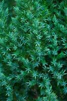 Green branches of juniper closeup. Natural background texture photo