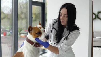 dierenarts controle een wit geel amstaff in kliniek. dierenarts geneeskunde concept. huisdier zorg concept video