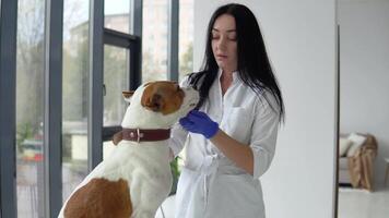 dierenarts controle een wit geel amstaff in kliniek. dierenarts geneeskunde concept. huisdier zorg concept video