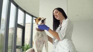 donna veterinario ispeziona il cane nel veterinario clinica. medico attività commerciale. veterinario medicina concetto video