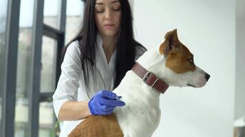 dierenarts maken injectie naar een hond in kliniek. huisdier zorg concept video