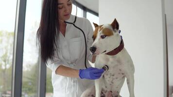 Veterinarian woman doctor examining dog by stethoscope in vet clinic. Veterinarian medicine concept video