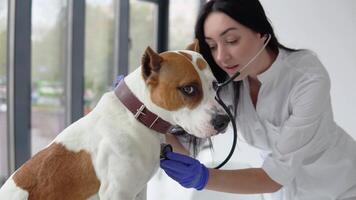 Veterinarian woman doctor examining dog by stethoscope in vet clinic. Veterinarian medicine concept. Pet care concept video