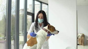 dierenarts maken injectie naar een hond in kliniek video