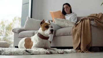 Young woman relaxing with her dog reading a book in a beautiful modern apartment video